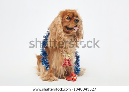 Cocker Spaniel with Christmas decorations. The concept of Christmas and New year. photo session in the Studio on a white background