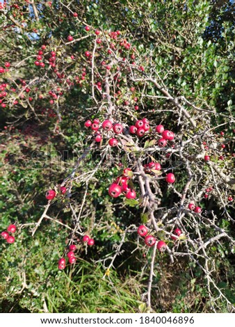 a cotoneaster plant picture in turkey