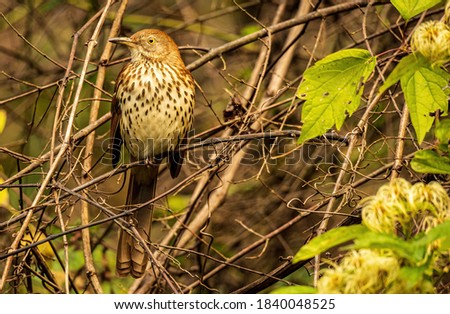 A Brown Thrasher Perched in a Dense Thicket