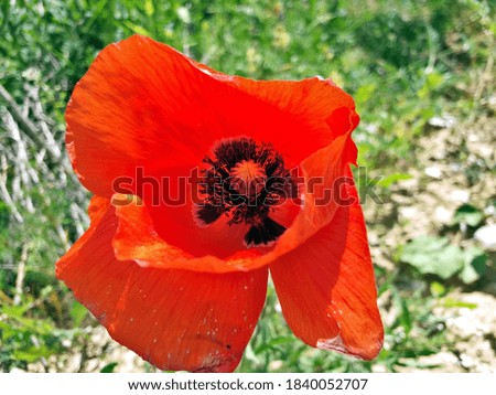 Red poppy flower with center close up on green background