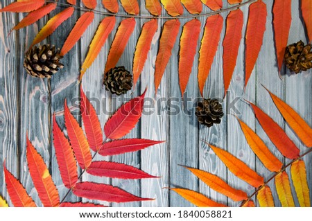 Sumac leaves on a wooden background. Autumn.Thanksgiving Day