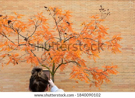 View of girl taking picture of tree with orange leaves in autumn, let's take care of nature