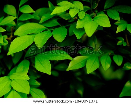 Beautiful view of green leaf on blurred greenery background in garden with copy space, natural bokeh with daylight, concept, relaxing color and fresh atmosphere, photo for ecology content background