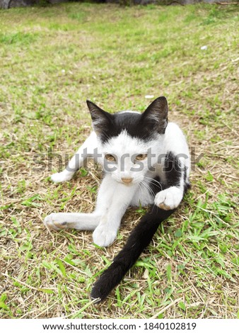Black and white cat sitting on field