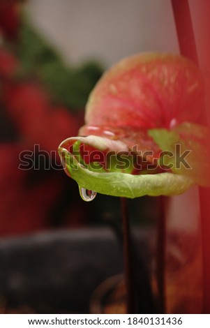 A picture of close up looked of water droplet hanging on caladium buds in blurry leaves. Selective focus