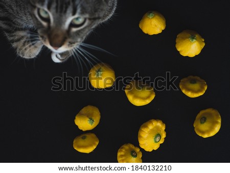 Yellow pumpkins next to a cat close up, selective focus