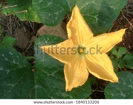 Devdangar's flowers yellow colours background green leaves beautiful nature photo.