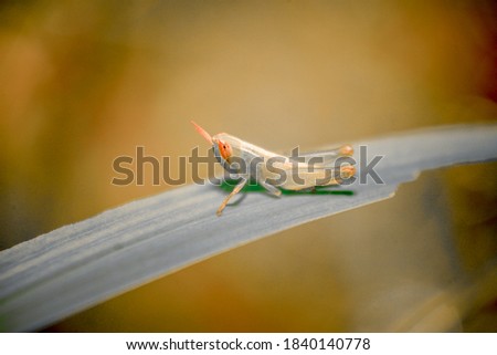 
Grasshoppers perched on the grass And add color to the picture