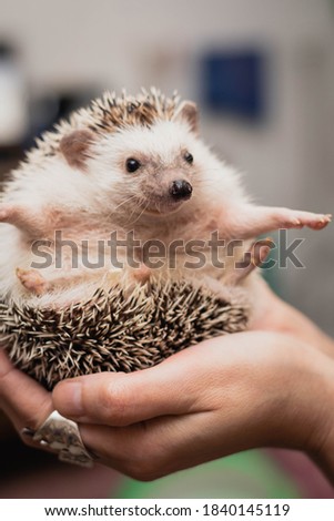 close up of a small mammal hedgehog with white belly and hands cordoba argentina