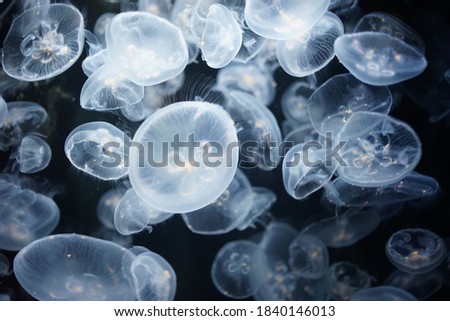 
Lots of jellyfish on a black background.