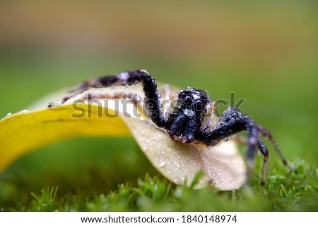 Spiders are air-breathing arthropods that have eight legs, chelicerae with fangs generally able to inject venom, and spinnerets that extrude silk.  Royalty-Free Stock Photo #1840148974