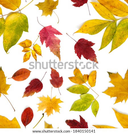 Pattern of multicolored autumn leaves of different types on a white background.