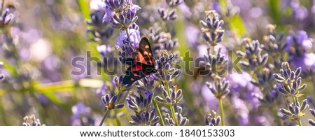 six-spot burnet, Zygaena filipendulae, beautiful butterfly eating on lavender flowers