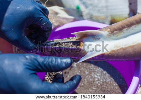 Obtaining caviar from sturgeon while preserving the life of producers on a fish farm