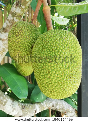 Jackfruit, Big green ball on the jackfruit tree.