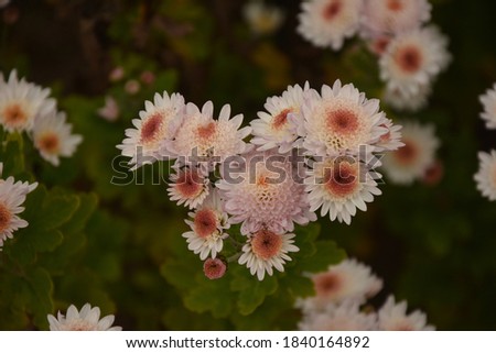 flowerbed with chrysanthemum flowers, beautiful composition in a public park, beautiful background of flowers