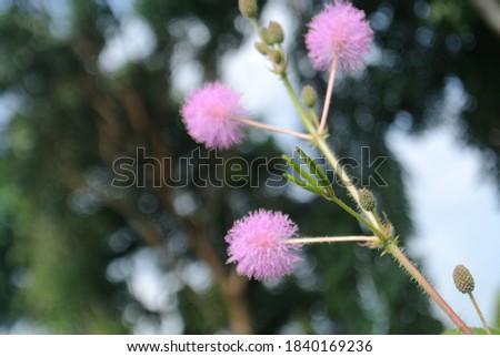 Sleeping grass, a purple flowers similar to dandelions in bloom. This flower is photographed close up.
