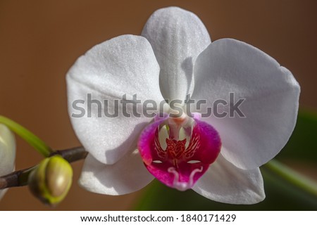 Orchid flower in garden. Phalaenopsis growing. Orchids. Floral orchidea background Royalty-Free Stock Photo #1840171429