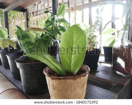Different species of green plants on a white background