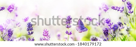 Purple growing Lavender and flying butterfly in spring morning panoramic view.
