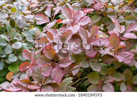 Full frame close up of foliage of dew covered Smoke Tree, Cotinus 'Grace'. Leaves turning from green to bronze in the Autumn. Royalty-Free Stock Photo #1840184593