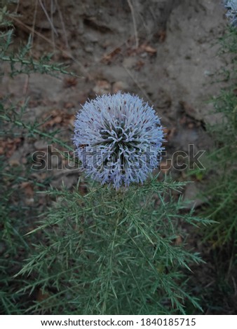 flower plant image in the forest