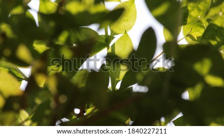 this is Henna and Coriander or cilantro leaf. I Hope to like this photo. shoot the kuruvi