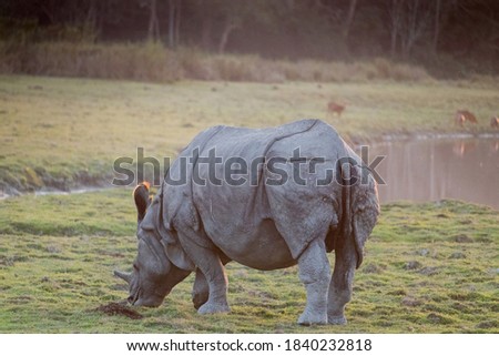 A single horn gray rhinoceros an herbivorous animal spotted grazing grass near the pond during sunset in the lush green forest of Kaziranga National Park, Assam, Northeast, India