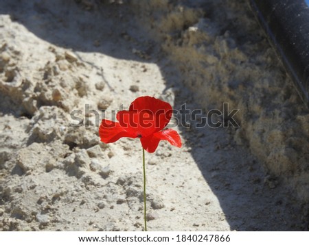           a lone poppy flower in the sand