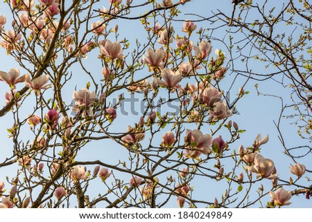 Mass of large pink flowers of Magnolia × soulangeana 'Verbanica' with emerging new leaves high in the tree, against a flat blue sky in Spring.