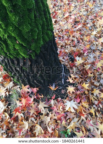TREE TRUNK WITH MOSS AND AUTUMN LEAVES