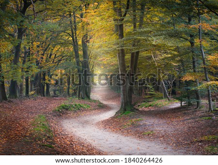 Winding road in an autumn forest, Kaapse Bossen, Utrechtse Heuvelrug, Netherlands Royalty-Free Stock Photo #1840264426
