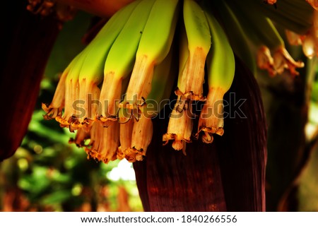 Ripening young green Canarian bananas