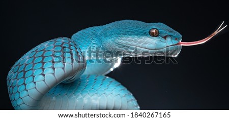 Beautiful Blue Poisonous Viper Snake