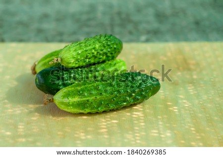 Green fresh delicious cucumbers. Crop grown with your own hands, eco-friendly