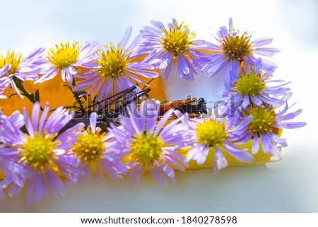 closeup dead mantis in the coffin with flowers on white background. Surreal halloween background