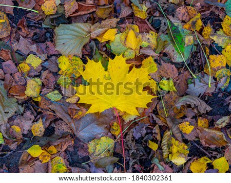 Autumn leaves on the ground with one larger yellow maple leaf