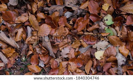 Background of autumn foliage in assorted colours mainly shades of brown