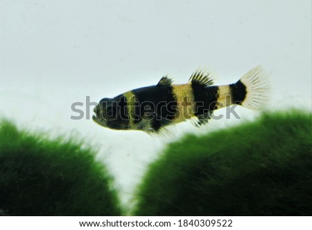 Bumblebee goby (Bumblebee Gobies) is swimming in fish tank. Brachygobius xanthozona is small freshwater aquarium fish, species of bottom dwelling fish. 