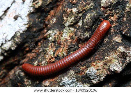 Millipede on a tree in the forest