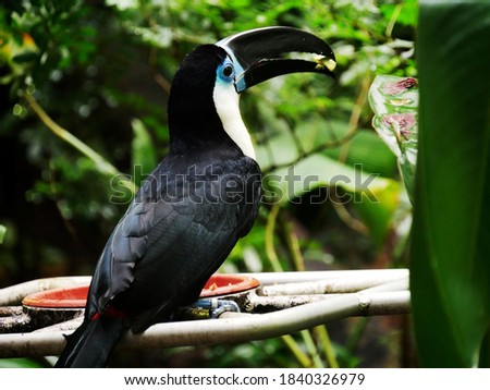 Toucan with blue eyes in tropical zoo