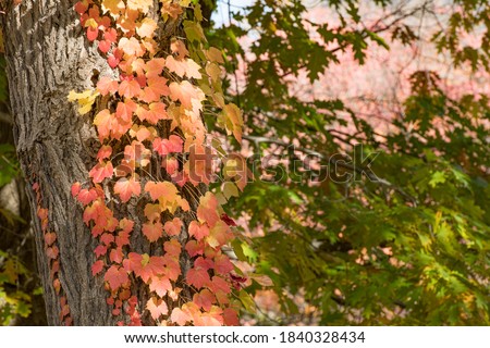 Images of Autumn Foliage in Hokkaido