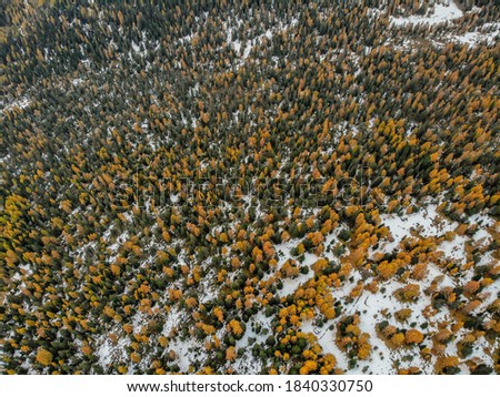 Aerial shot of an autumn forest