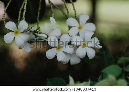 frangipani flowers on a bunch tree