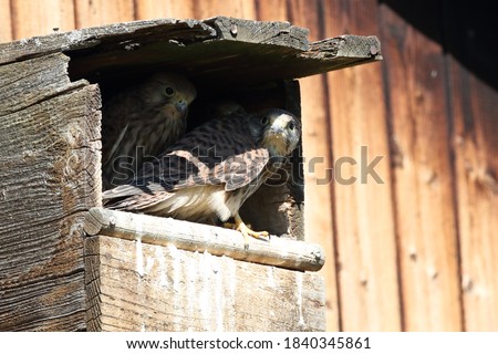 common kestrel (Falco tinnunculus) young birds at the nest box Germany