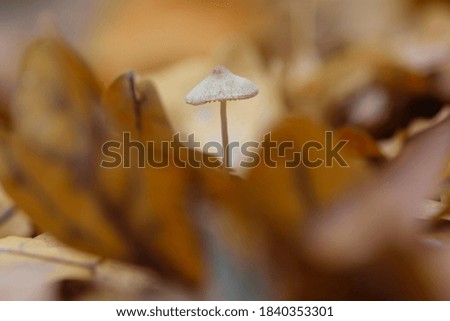 small mushrooms grow in a forest. small forest orange color mushroom in dry leaves. natural autumn background. dry autumn leaves, non-edible mushroom, place for text, close-up