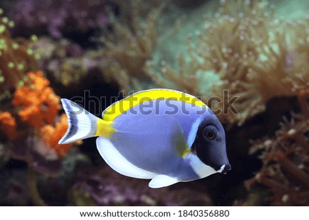 Collection of Indonesian colorful and beautiful reef fishes with background of life reef