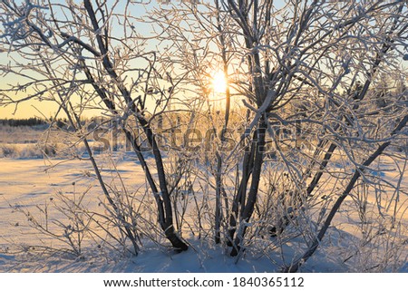 Willow tree on the backdrop of a snow-covered field and winter forest. The setting sun is visible through the branches of the tree. Dawn. Beautiful winter picture, background or wallpaper.

