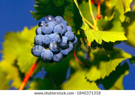 Villard grapes, french wine hybrid grape