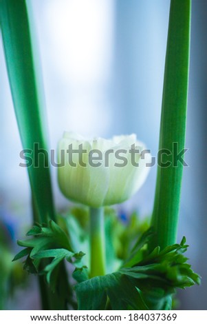 Anemone. Bud of white anemone flower on a background of green stems. Beautiful fresh vibrant white flower